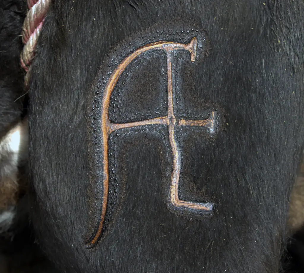 El hierro AE de la ganadería marcado en la piel de un toro