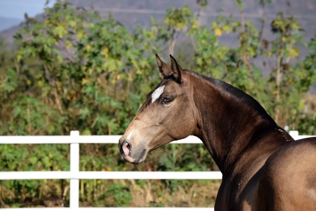 Retrato de un caballo lusitano bayo en el potrero