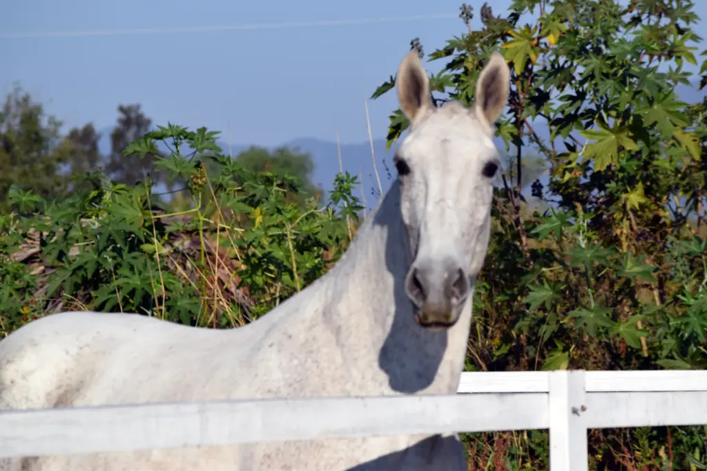Caballo lusitano tordo junto a la cerca del potrero