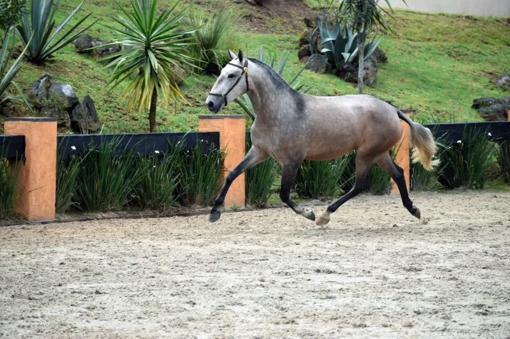 Lusitano tordo al galope en el jardín del rancho El Junco
