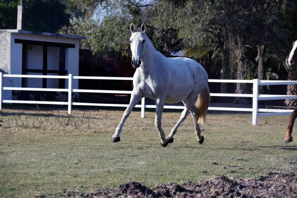 Caballo lusitano tordo al trote en el potrero de la Yeguada El Junco