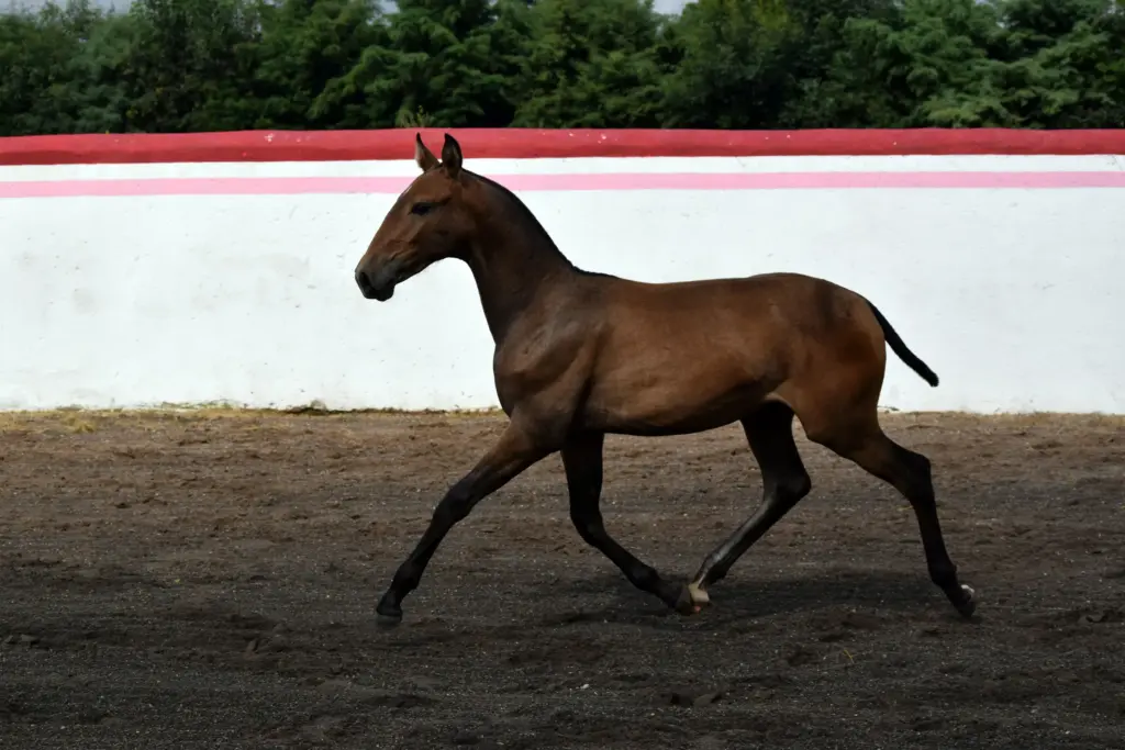 Potro lusitano castaño trabajando en el picadero del rancho