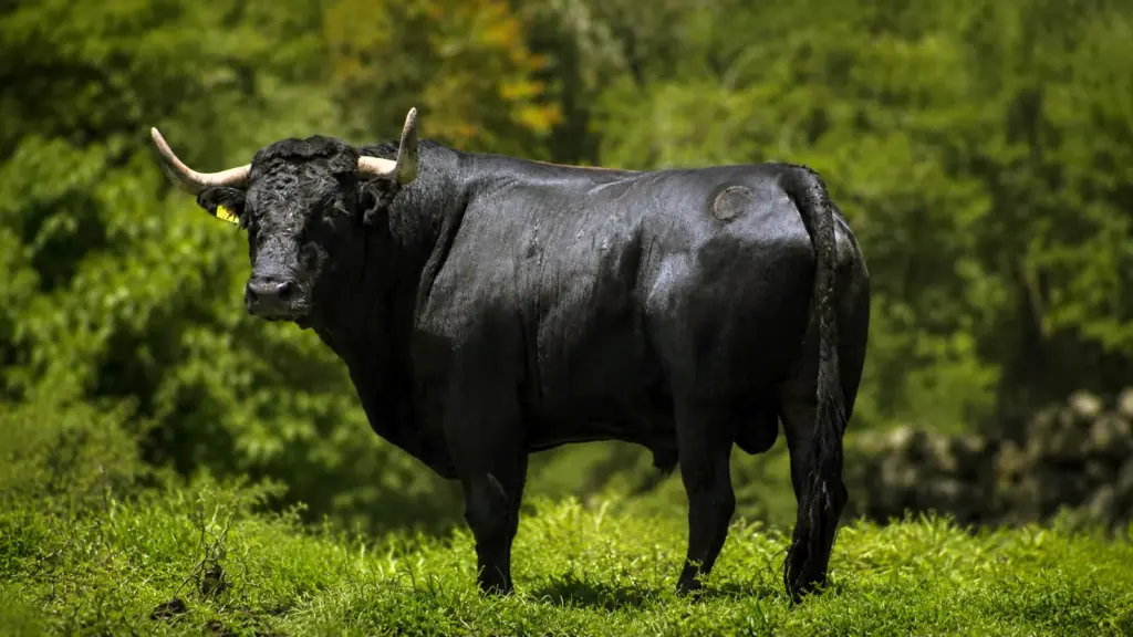 Toro bravo negro de la ganadería El Junco en el campo