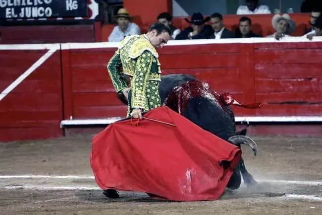 Toro de El Junco embistiendo la muleta en el ruedo
