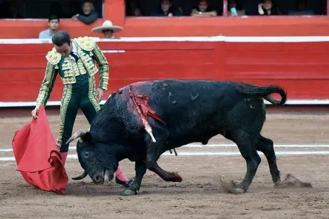 Toro de El Junco humillando tras la muleta