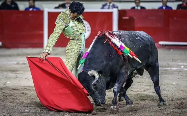 Toro de El Junco entrando en la muleta junto al burladero