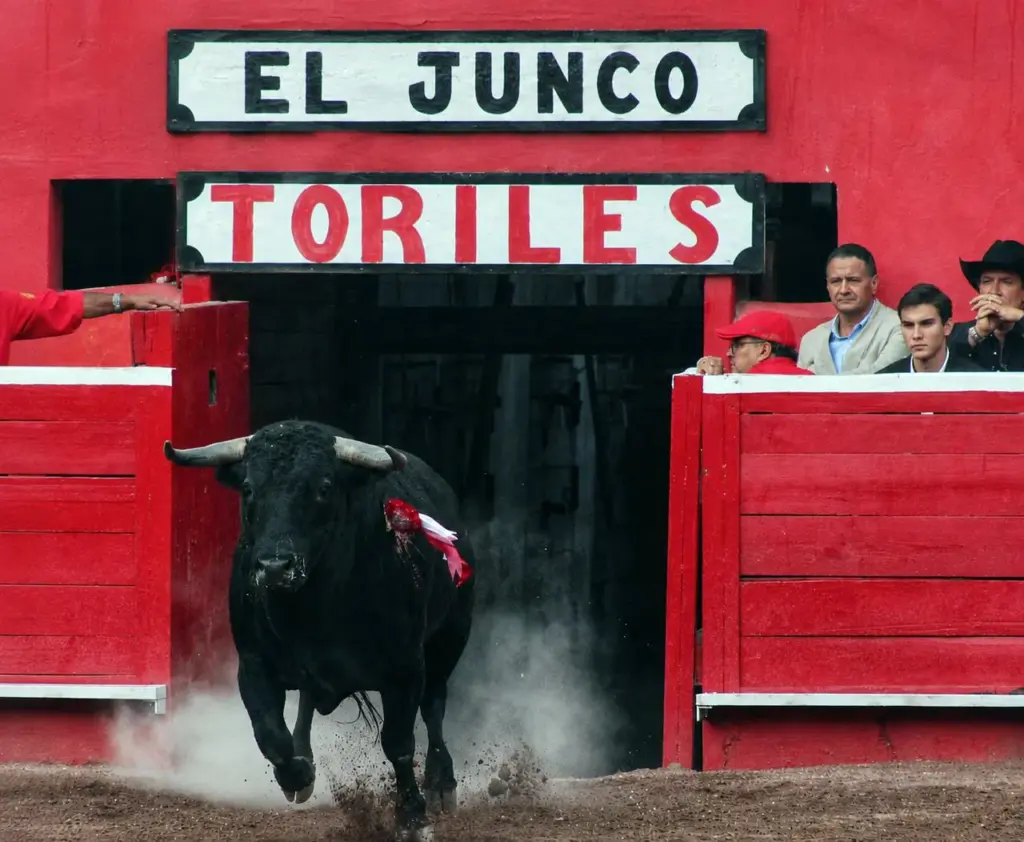Toro de El Junco en su salida de toriles en la plaza de Monterrey