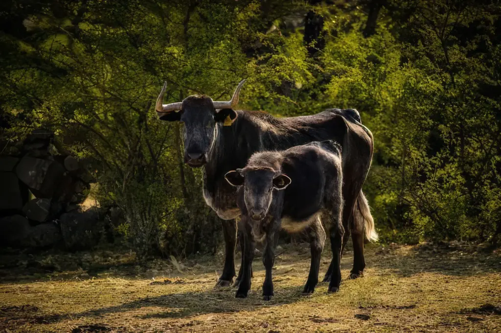 Vaca brava de El Junco con su becerro en el campo